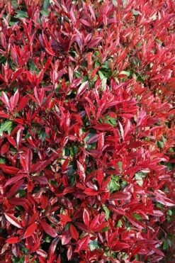 Photinia × Fraseri 'Red Robin' -Plants Shop pl2000026435 card4 lg