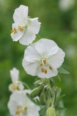 Geranium Phaeum 'Album' -Plants Shop pl2000027169 card3 lg