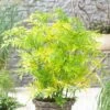 Sambucus Nigra Golden Tower ('Jdeboer001') (PBR)