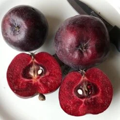 Malus 'Roberts Crab'