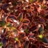 Coprosma 'Inferno' (PBR)