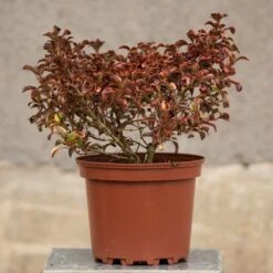 Coprosma 'Inferno' (PBR) 5 Coprosma 'Inferno' (PBR) -Plants Shop pl2000027206 card3 lg