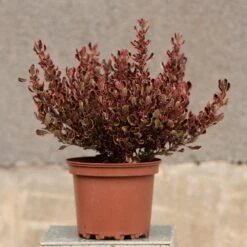 Coprosma Repens 'Pacific Dawn' -Plants Shop pl2000027208 card3 lg