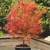 Acer Palmatum 'Wilson's Pink Dwarf'