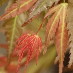 Acer Palmatum 'Wilson's Pink Dwarf' -Plants Shop pl2000027220 card3 lg