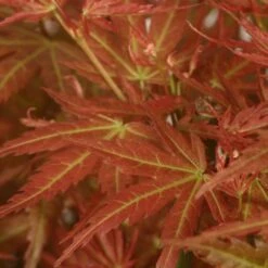 Acer Palmatum 'Wilson's Pink Dwarf' -Plants Shop pl2000027220 card4 lg