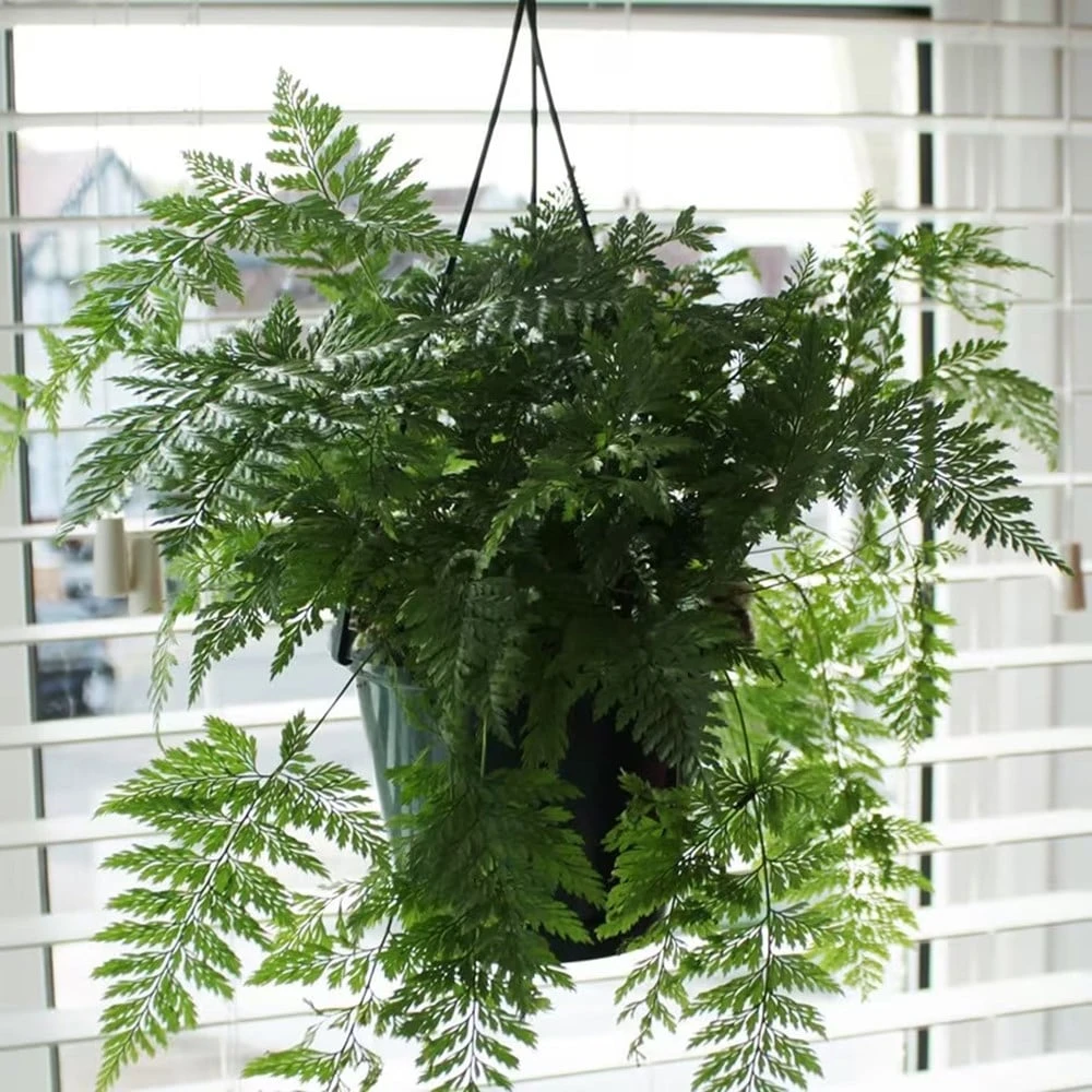 Humata Tyermanii 'Bunny' 2 Humata Tyermanii 'Bunny' - Image 2