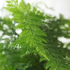 Humata Tyermanii 'Bunny' 7 Humata Tyermanii 'Bunny' -Plants Shop pl2000027228 card4 lg