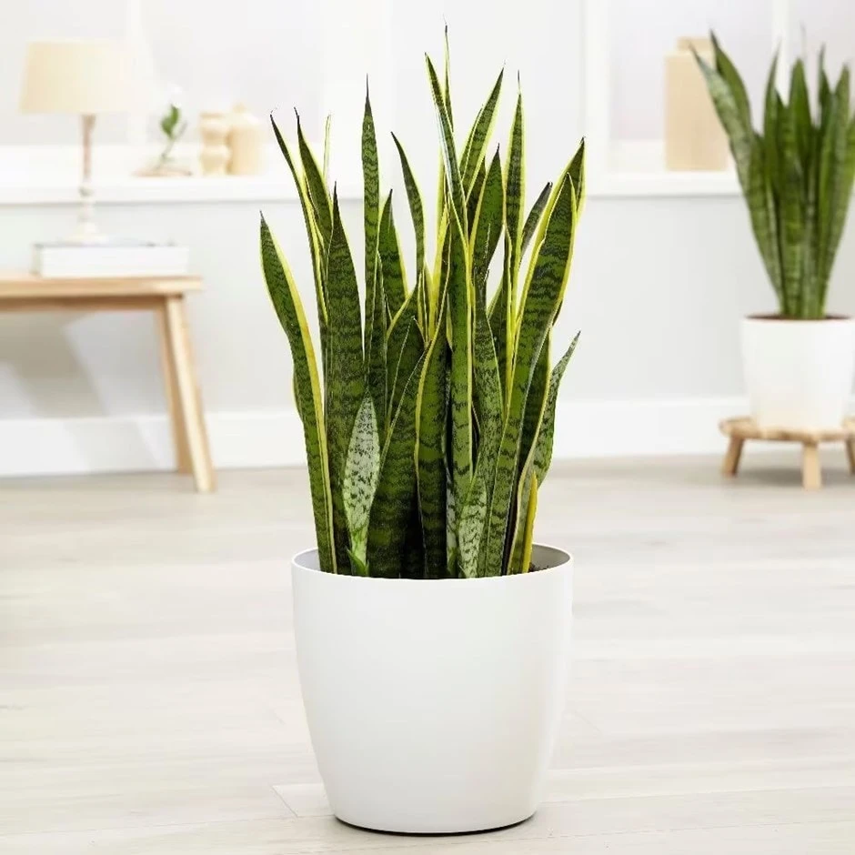 Sansevieria Trifasciata Var. Laurentii 1 Sansevieria Trifasciata Var. Laurentii