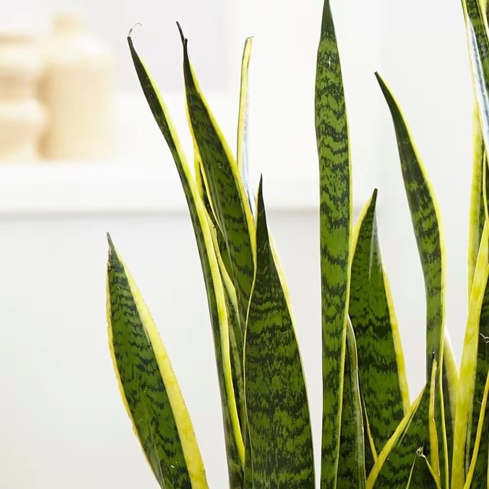 Sansevieria Trifasciata Var. Laurentii 3 Sansevieria Trifasciata Var. Laurentii - Image 3