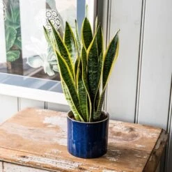 Sansevieria Trifasciata Var. Laurentii 9 Sansevieria Trifasciata Var. Laurentii -Plants Shop pl2000027233 card5 lg