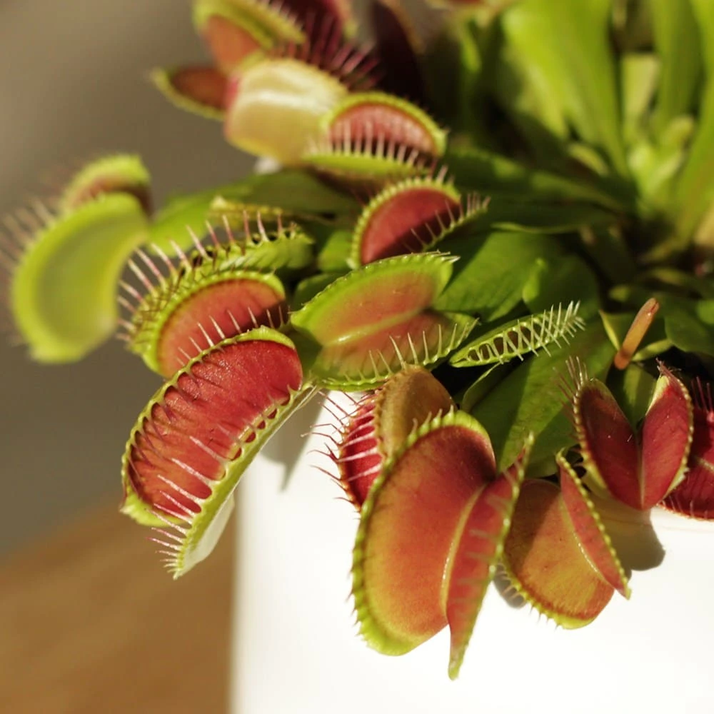 Venus Fly Trap 2 Venus Fly Trap - Image 2