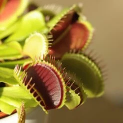 Venus Fly Trap 6 Venus Fly Trap -Plants Shop pl2000027243 card3 lg