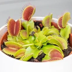 Venus Fly Trap 7 Venus Fly Trap -Plants Shop pl2000027243 card4 lg