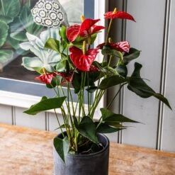 Anthurium (Andraeanum Group) Red Champion ('Anthbnena') (PBR) -Plants Shop pl2000027263 card3 lg