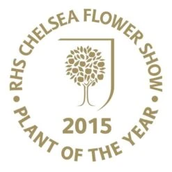 Viburnum Plicatum F. Tomentosum Kilimanjaro Sunrise ('Jww5') (PBR) -Plants Shop pl2000027309 card3 lg