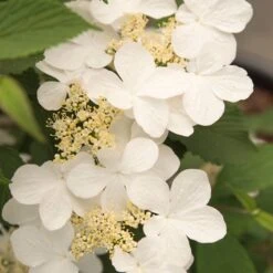 Viburnum Plicatum F. Tomentosum Kilimanjaro Sunrise ('Jww5') (PBR) -Plants Shop pl2000027309 card4 lg