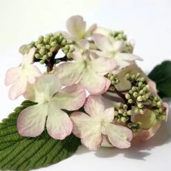 Viburnum Plicatum F. Tomentosum Kilimanjaro Sunrise ('Jww5') (PBR) -Plants Shop pl2000027309 card5 lg