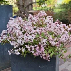Deutzia × Rosea Yuki Cherry Blossom ('Ncdx2') (PBR) -Plants Shop pl2000027360 card3 lg