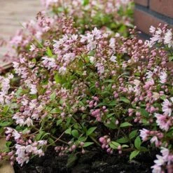 Deutzia × Rosea Yuki Cherry Blossom ('Ncdx2') (PBR) -Plants Shop pl2000027360 card4 lg