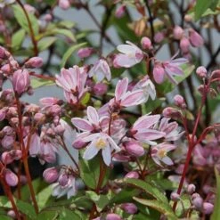 Deutzia × Rosea Yuki Cherry Blossom ('Ncdx2') (PBR) -Plants Shop pl2000027360 card5 lg