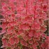 Berberis Thunbergii 'Orange Sunrise' (PBR)
