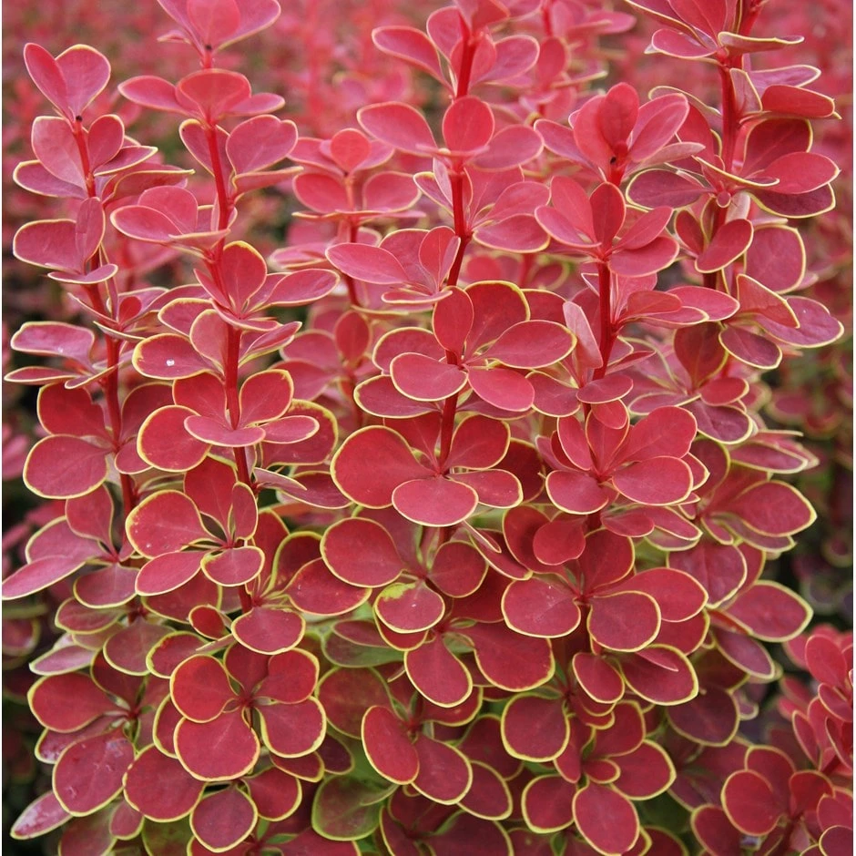 Berberis Thunbergii 'Orange Sunrise' (PBR) 1 Berberis Thunbergii 'Orange Sunrise' (PBR)