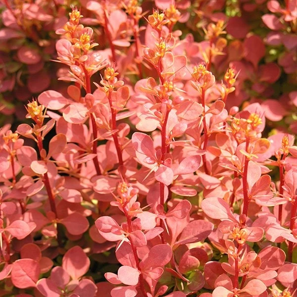 Berberis Thunbergii 'Orange Sunrise' (PBR) 2 Berberis Thunbergii 'Orange Sunrise' (PBR) - Image 2