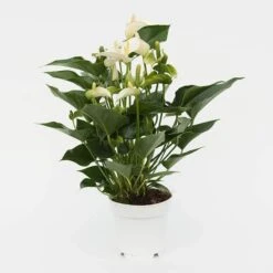 Anthurium White Champion ('Anthefaqyr') (PBR) -Plants Shop pl2000027698 card3 lg