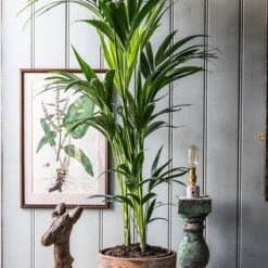 New Release 20 Howea Forsteriana