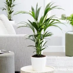 New Release -Plants Shop pl2000027701 card2 lg