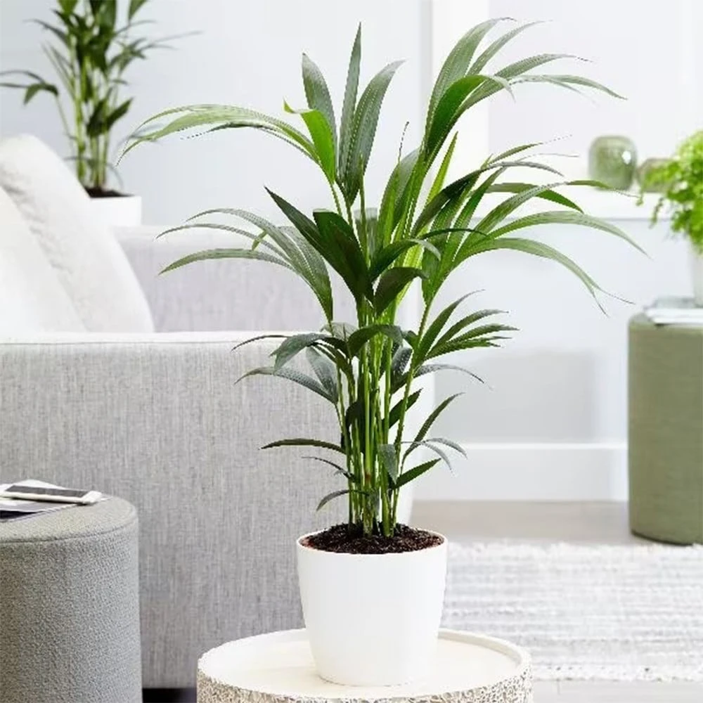 Howea Forsteriana 2 Howea Forsteriana - Image 2