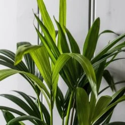 Howea Forsteriana 9 Howea Forsteriana -Plants Shop pl2000027701 card5 lg