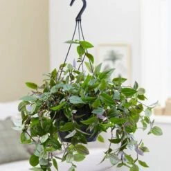 Tradescantia 'Green Hill' 5 Tradescantia 'Green Hill' -Plants Shop pl2000027706 card3 lg