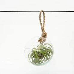 Extra Large Air Plant With Hanging Glass Orb/terrarium -Plants Shop pl2000027709 card3 lg
