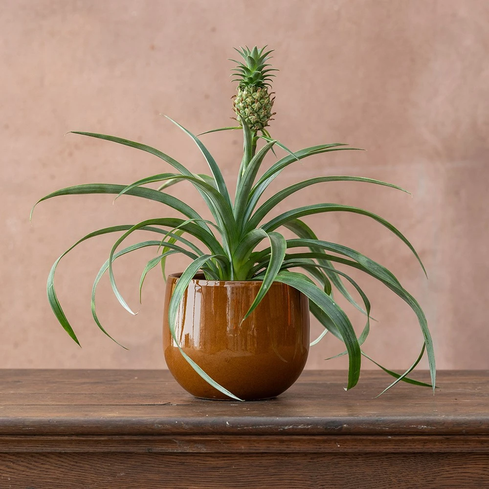 Ananas Comosus Corona ('Duranas2') (PBR) 2 Ananas Comosus Corona ('Duranas2') (PBR) - Image 2