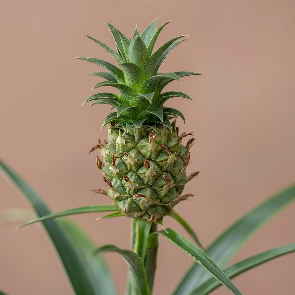 Ananas Comosus Corona ('Duranas2') (PBR) 4 Ananas Comosus Corona ('Duranas2') (PBR) - Image 4