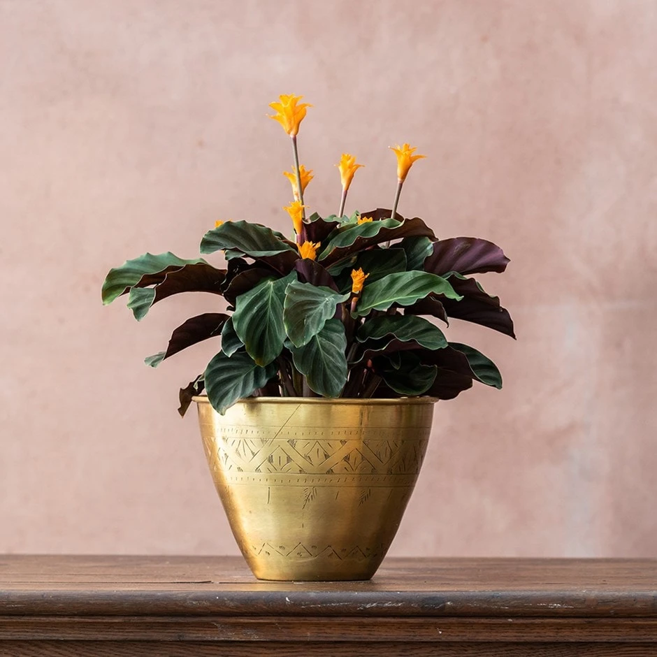 Goeppertia Crocata 'Tassmania' 1 Goeppertia Crocata 'Tassmania'