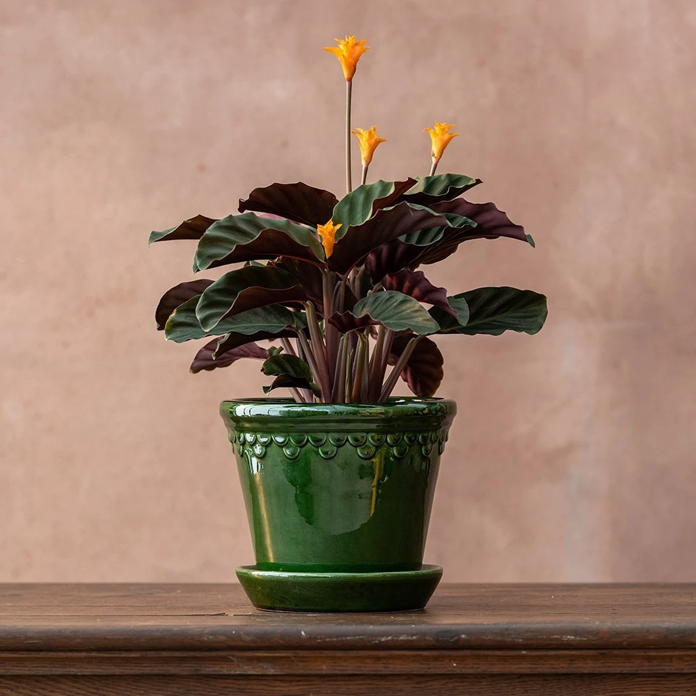 Goeppertia Crocata 'Tassmania' 2 Goeppertia Crocata 'Tassmania' - Image 2