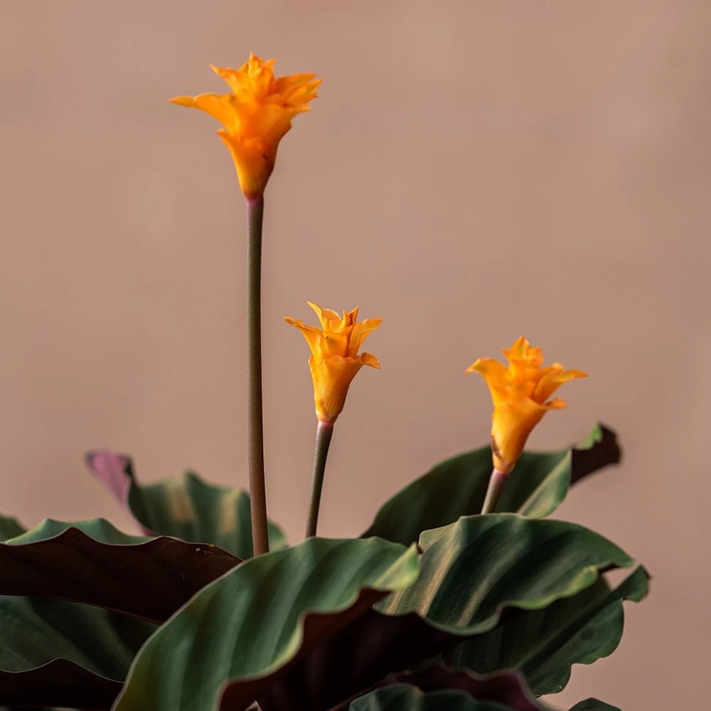 Goeppertia Crocata 'Tassmania' 3 Goeppertia Crocata 'Tassmania' - Image 3