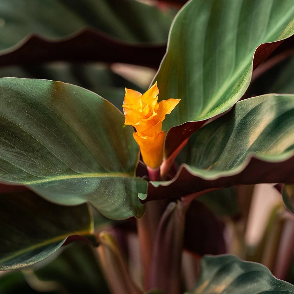 Goeppertia Crocata 'Tassmania' 4 Goeppertia Crocata 'Tassmania' - Image 4