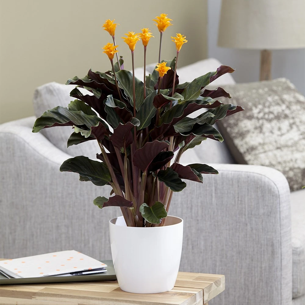 Goeppertia Crocata 'Tassmania' 5 Goeppertia Crocata 'Tassmania' - Image 5