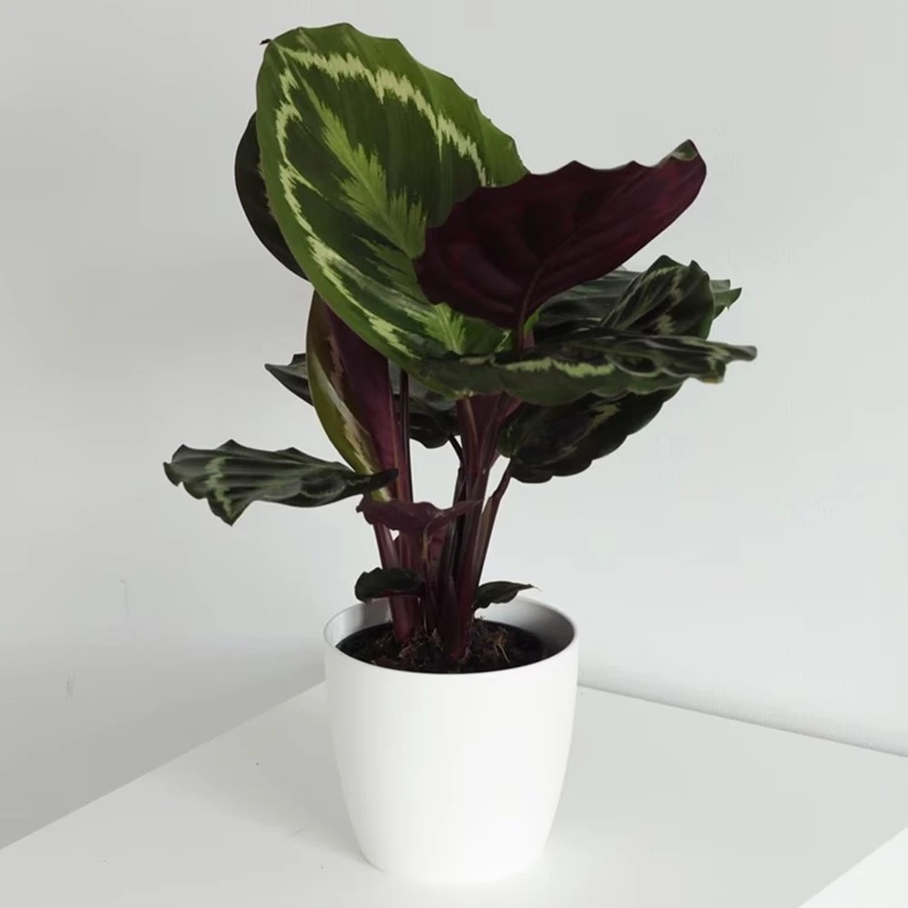 Goeppertia Veitchiana 'Medaillon' 2 Goeppertia Veitchiana 'Medaillon' - Image 2