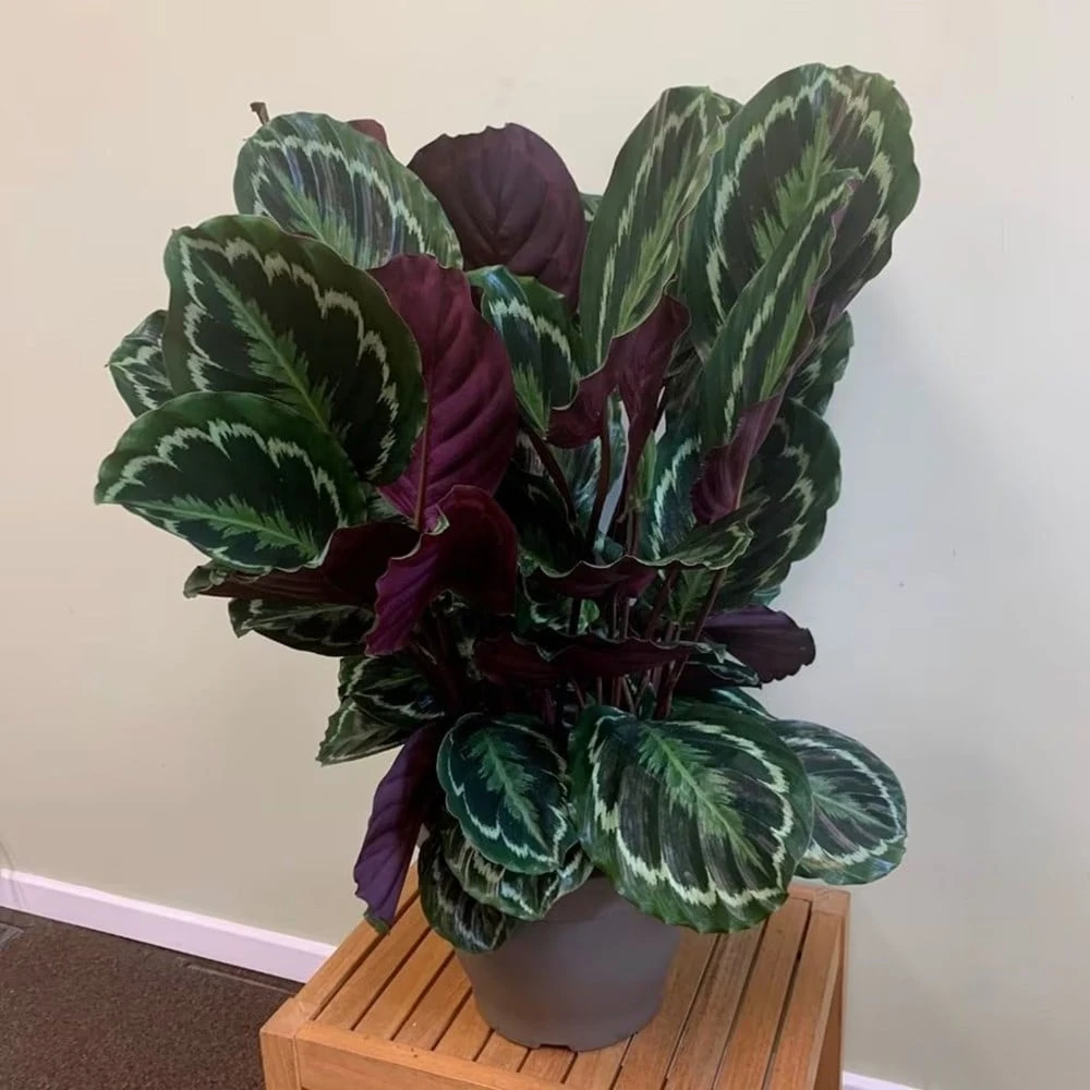 Goeppertia Veitchiana 'Medaillon' 3 Goeppertia Veitchiana 'Medaillon' - Image 3