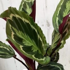 Goeppertia Veitchiana 'Medaillon' 9 Goeppertia Veitchiana 'Medaillon' -Plants Shop pl2000027727 card5 lg