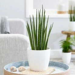 Sansevieria Bacularis 'Mikado' -Plants Shop pl2000027729 card3 lg
