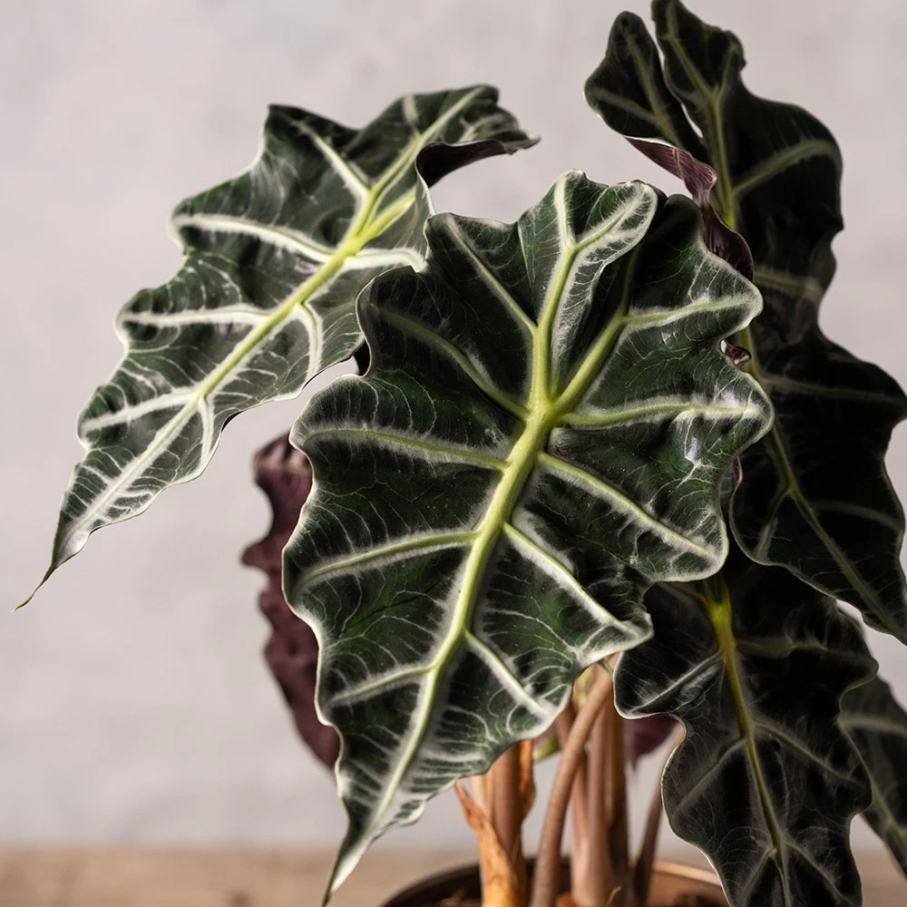 Alocasia × Amazonica 'Polly' 2 Alocasia × Amazonica 'Polly' - Image 2
