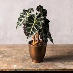 Alocasia × Amazonica 'Polly' 5 Alocasia × Amazonica 'Polly' -Plants Shop pl2000027731 card3 lg