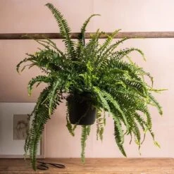 Nephrolepis Exaltata 'Green Lady'