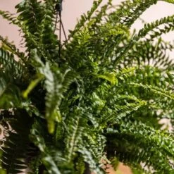 Nephrolepis Exaltata 'Green Lady' -Plants Shop pl2000027735 card3 lg